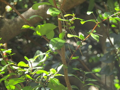 Azara integrifolia
