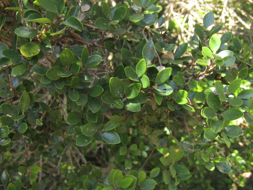 Myrceugenia obtusa