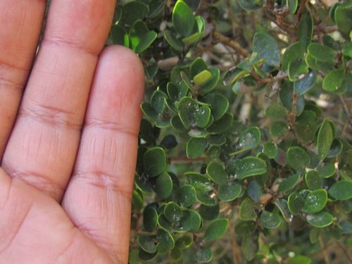Myrceugenia obtusa, photograph 4