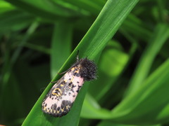 Xanthopastis moctezuma