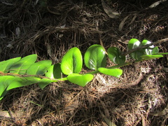 Griselinia scandens