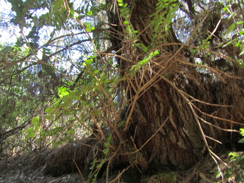Griselinia scandens, photograph 1