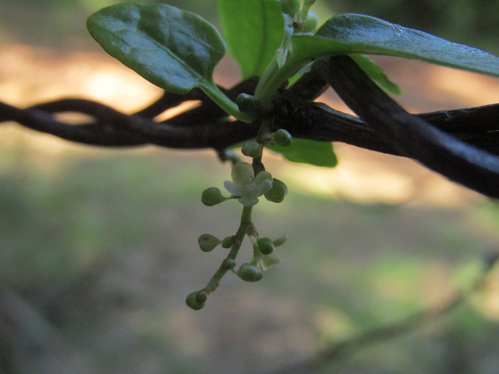Muehlenbeckia hastulata; photograph (c) Bruno Avilez, some rights reserved (CC BY)