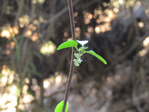 Muehlenbeckia hastulata, photograph 3