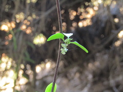 (c) Bruno Avilez, some rights reserved (CC BY) Muehlenbeckia hastulata, photograph (c) Bruno Avilez, some rights reserved (CC BY)