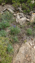 Lupinus pilosus