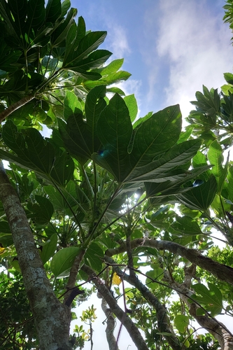 Osmoxylon pectinatum