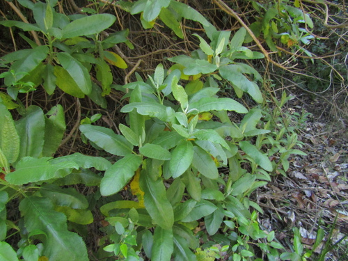 Acrisione denticulata, photograph 4