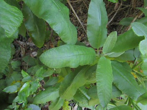 Acrisione denticulata
