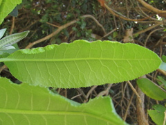 Acrisione denticulata, photograph (c) Bruno Avilez, some rights reserved (CC BY)