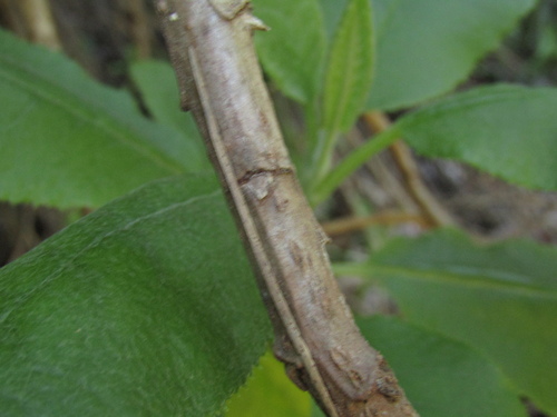 Acrisione denticulata, photograph 2