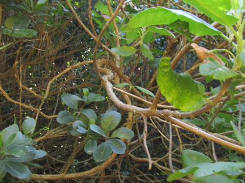 Acrisione denticulata, photograph 3