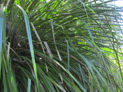 Greigia sphacelata