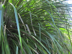 Greigia sphacelata