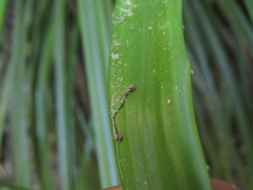 Greigia sphacelata, photograph 3