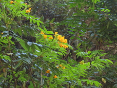 Senna stipulacea
