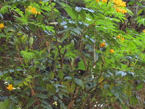Senna stipulacea, photograph 1