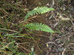 Blechnum hastatum