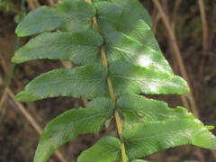 Blechnum hastatum, photograph (c) Bruno Avilez, some rights reserved (CC BY)