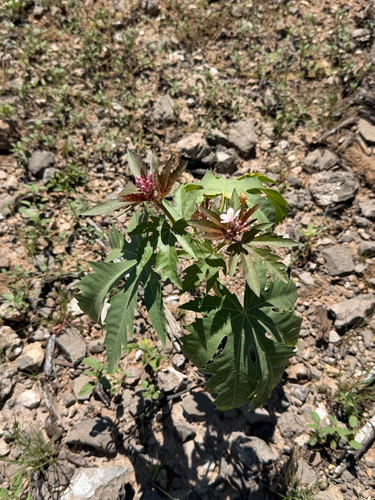 Jatropha macrorhiza, photograph 4