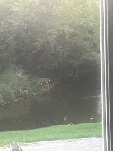 White-tailed Deer