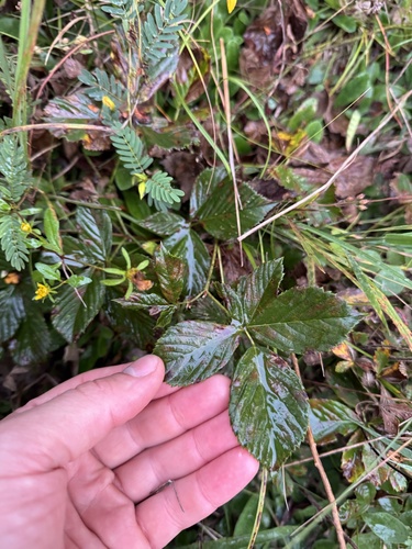 Fuller's bristly dewberry