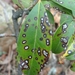 Mycosphaerellaceae - Photo (c) Wayne Longbottom,  זכויות יוצרים חלקיות (CC BY-NC), הועלה על ידי Wayne Longbottom