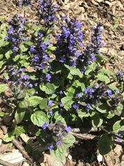 Ajuga reptans