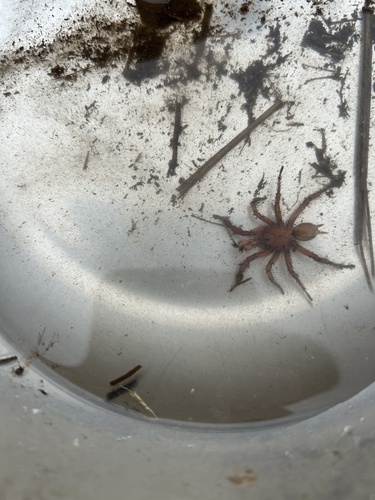 Antrodiaetus montanus
