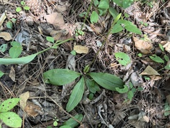 Ponthieva racemosa