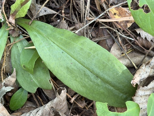 Ponthieva racemosa, photograph 1