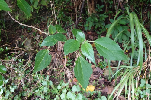 Pipturus arborescens observed 2026-09-12