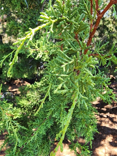 Cupressus sargentii observed 2026-09-13