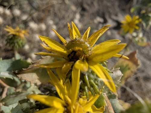 Grindelia subalpina, photograph 3