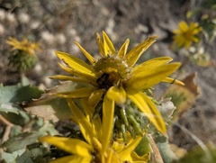 Grindelia subalpina, photograph (c) Alina Martin, some rights reserved (CC BY)