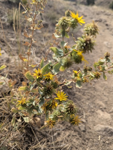 Grindelia subalpina, photograph 2