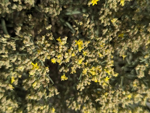 Gutierrezia sarothrae, photograph 5