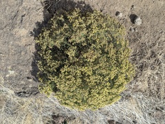 Gutierrezia sarothrae, photograph (c) Alina Martin, some rights reserved (CC BY)