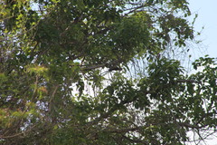 Melanerpes aurifrons