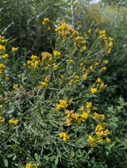 Euthamia occidentalis, photograph (c) Alina Martin, some rights reserved (CC BY)