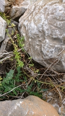 Galium verrucosum
