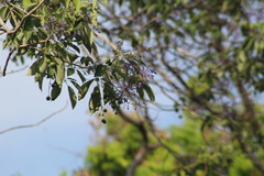 Vitex gaumeri