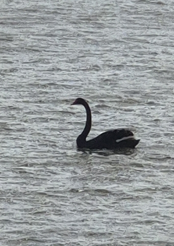Black Swan