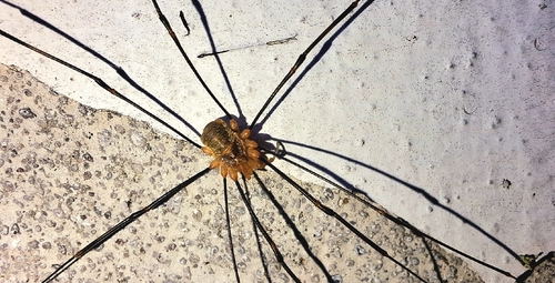 Canestrini's Harvestman