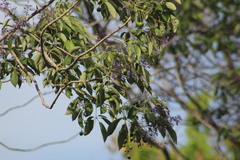 Vitex gaumeri