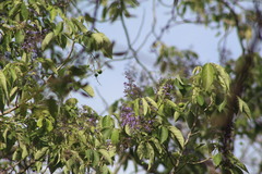 Vitex gaumeri