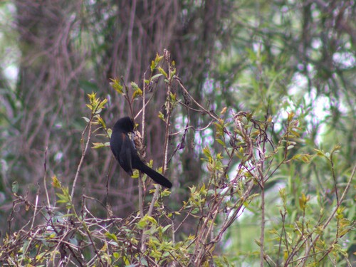 Variable Oriole