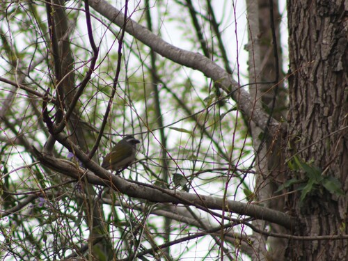 Green-winged Saltator