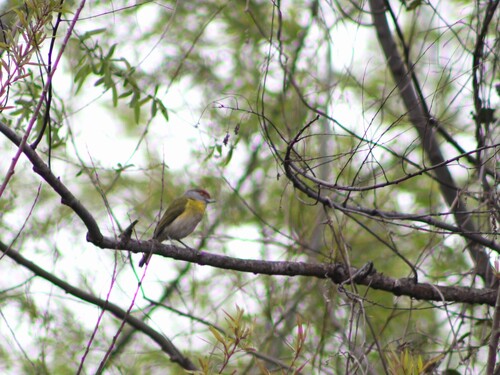 Rufous-browed Peppershrike