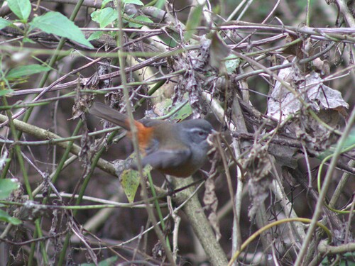 Gray-throated Warbling-Finch